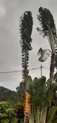 Ravenala madagascariensis