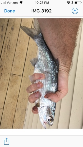 Hiodon tergisus