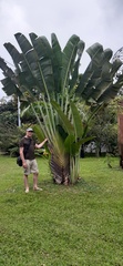 Ravenala madagascariensis
