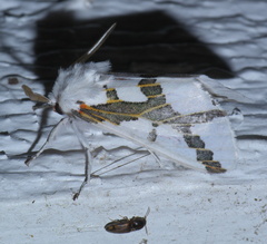 Euerythra phasma