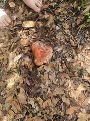 Russula rosacea