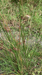Juncus effusus