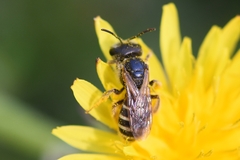 Halictus ligatus