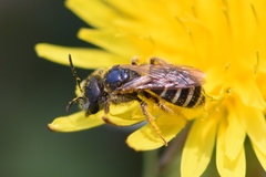 Halictus ligatus