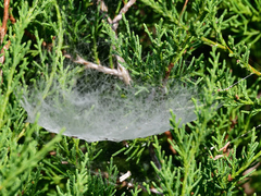 Frontinella pyramitela