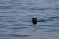 Hydrictis maculicollis