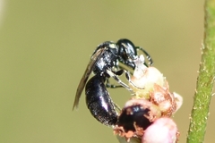 Hylaeus