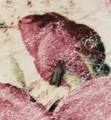 Plodia interpunctella