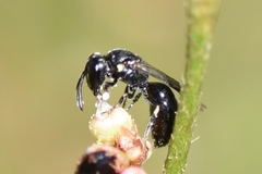 Hylaeus