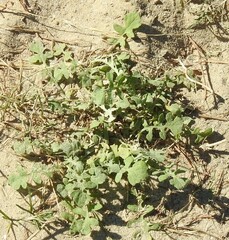 Arctotheca calendula