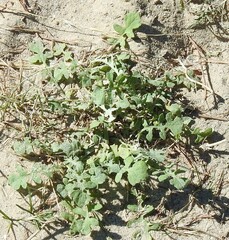 Arctotheca calendula