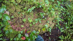 Sphagnum capillifolium