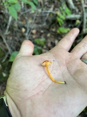 Hygrocybe miniata