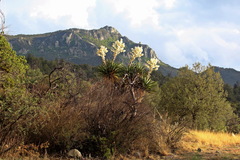 Yucca faxoniana