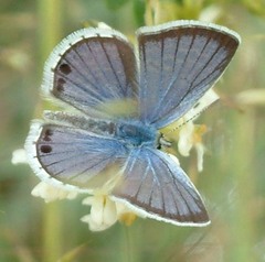 Echinargus isola