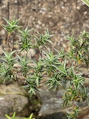 Cliffortia ruscifolia