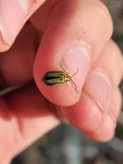 Xanthogaleruca luteola