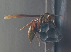 Polistes carnifex