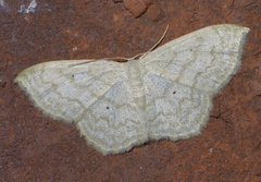 Scopula limboundata