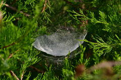 Frontinella pyramitela