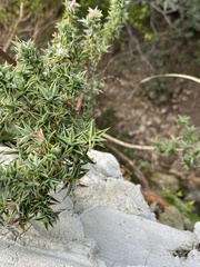 Cliffortia ruscifolia