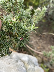 Cliffortia ruscifolia