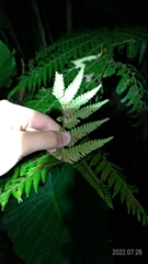 Alsophila spinulosa