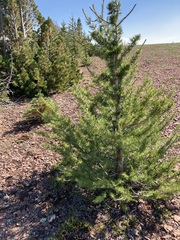 Larix lyallii