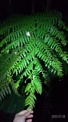 Alsophila spinulosa