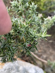 Cliffortia ruscifolia