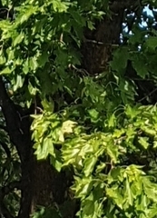 Torminalis glaberrima