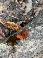 Auricularia auricula-judae