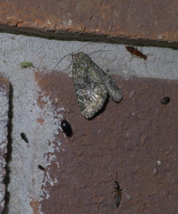 Phosphila miselioides