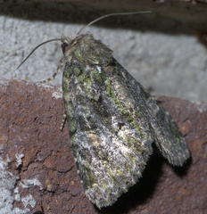 Phosphila miselioides