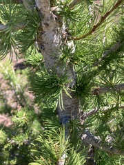 Larix lyallii