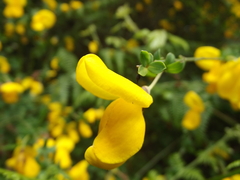 Cytisus scoparius