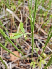 Chrysojasminum fruticans
