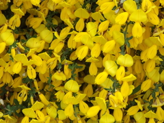Cytisus scoparius