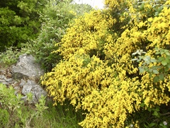 Cytisus scoparius