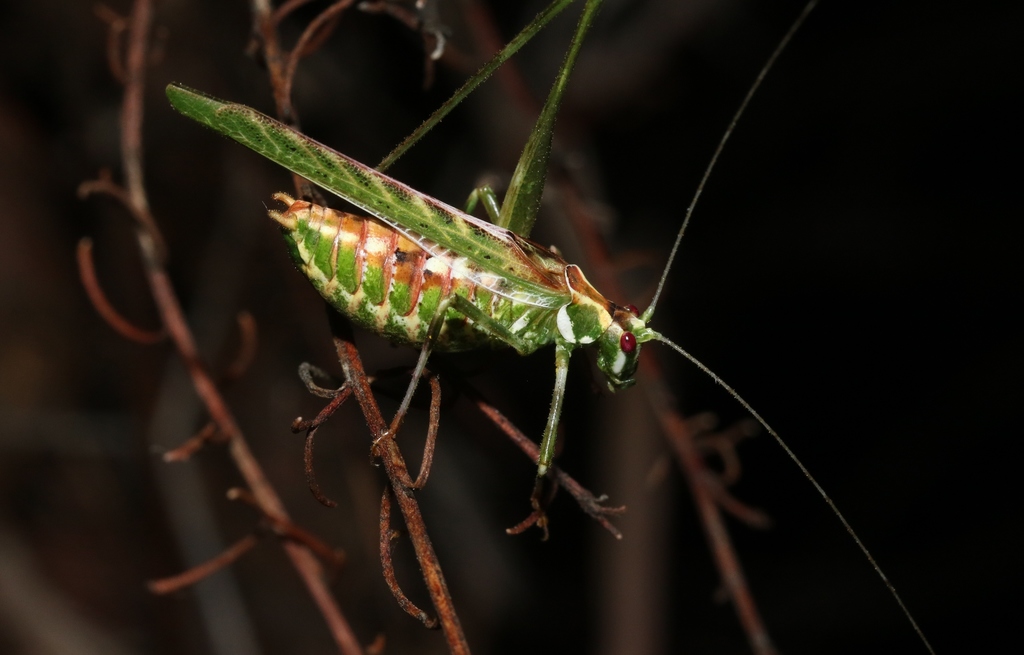 Gemmate Bush Katydid