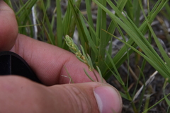 Suaeda calceoliformis