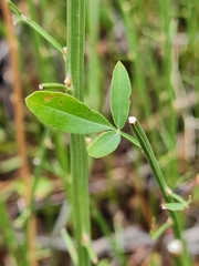 Chrysojasminum fruticans