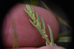 Suaeda calceoliformis