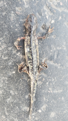 Ambystoma mavortium