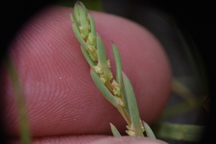 Suaeda calceoliformis