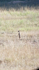 Cynomys parvidens