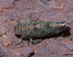 Scaphoideus