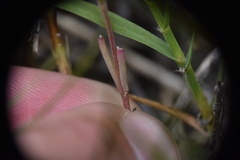 Suaeda calceoliformis