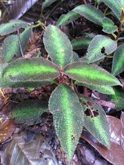 Nautilocalyx pictus