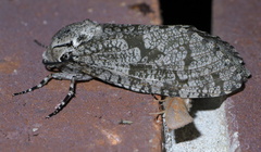 Prionoxystus robiniae